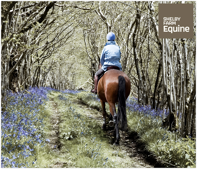 Equine image