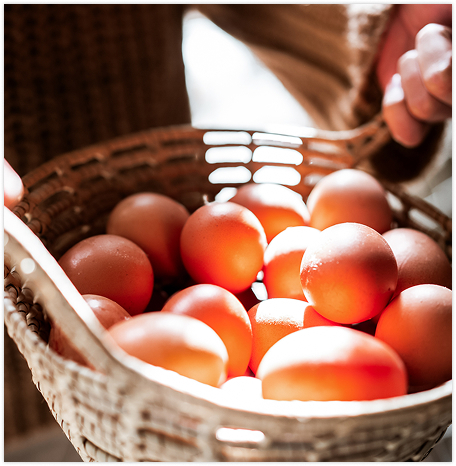 Free Range eggs